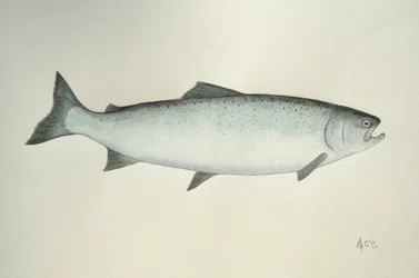 Salmón, 2013 (pintura de acuarela y lápiz)