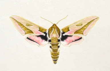 Polilla del tártago, 2023 (acuarela)