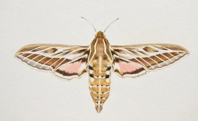 Polilla del halcón rayado, 2023