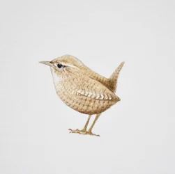 Wren, 2019 (pintura acuarela y lápiz)