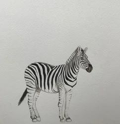 Cebra, 2018 (lápiz acuarelable y pintura)