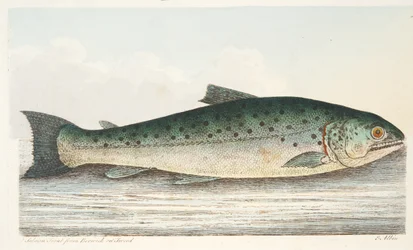 Trucha salmonada de Berwick on Tweed, de Un tratado sobre peces y estanques de peces, pub. 1832
