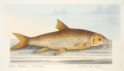 El barbo, de Un tratado sobre peces y estanques de peces, pub. 1832