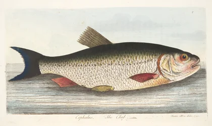 El cacho, de Un tratado sobre peces y estanques de peces, pub. 1832