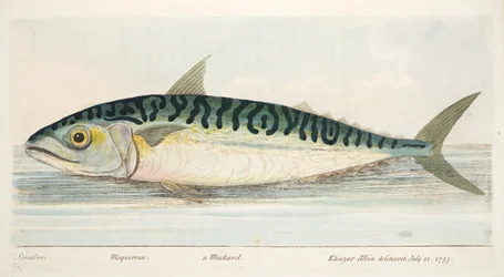 La caballa, de Un tratado sobre peces y estanques de peces, pub. 1832