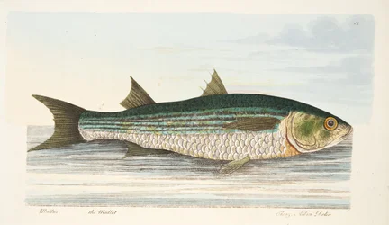 El salmonete, de Un tratado sobre peces y estanques de peces, pub. 1832