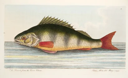 La perca del río Rin, de Un tratado sobre peces y estanques de peces, pub. 1832