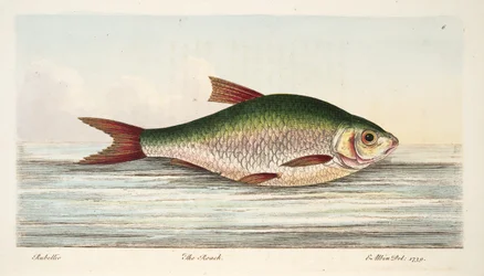 El rutilo, de Un tratado sobre peces y estanques de peces, pub. 1832