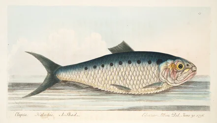 El sábalo, de Un tratado sobre peces y estanques de peces, pub. 1832