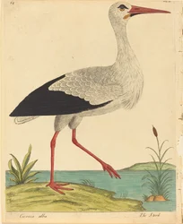 La cigüeña Ciconia Alba