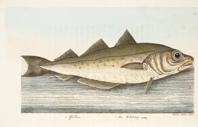 El merlán, de Un tratado sobre peces y estanques de peces, pub. 1832