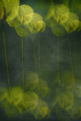 Flores verdes etéreas