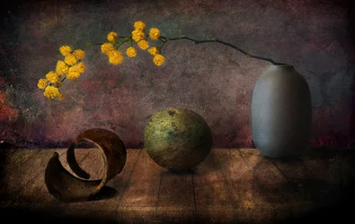 Naturaleza muerta de mimosa melancólica