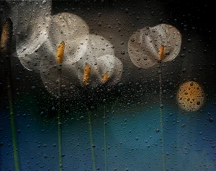 Calas bajo la lluvia