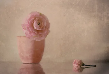 Flor de ranúnculo rosa suave
