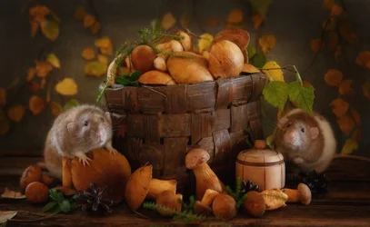 Amigos de las setas de otoño
