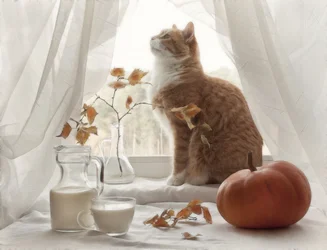 Un gato acogedor en la ventana en otoño
