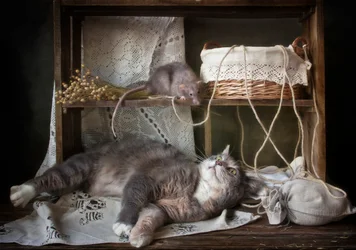 El gato curioso y la rata