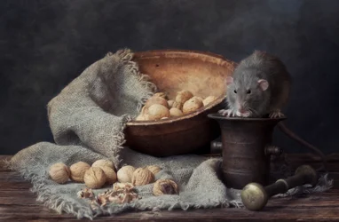 Rata rústica y nueces