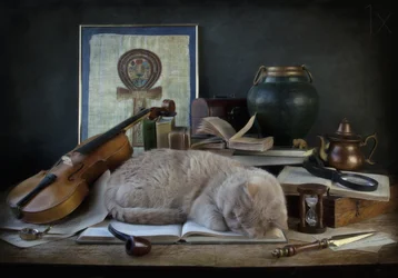 El estudio del gato dormido