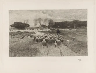 Shepherd