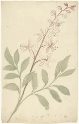 Estudio de las flores