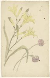 Estudios florales de un lirio amarillo y una cebolla en flor