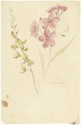 Adelfa y escoba