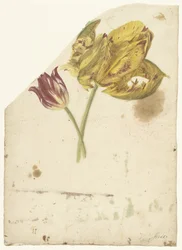 Estudio de dos tulipanes
