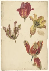 Estudios de cuatro tulipanes