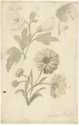 Estudios sobre el girasol y la dialtia