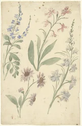 Cuatro estudios de flores rosas y azules