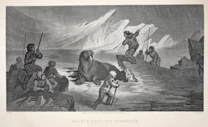 Caza de morsas en Pikantlik, ilustración de 