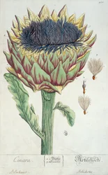 Alcachofa, de 