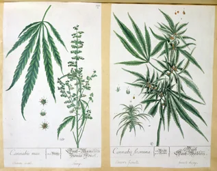 Cannabis mas y Cannabis foemina, de 