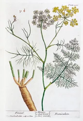 Hinojo, 1782