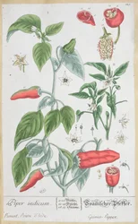 Pimienta de Guinea (Piper Indicum) lámina 129 de la edición alemana de 
