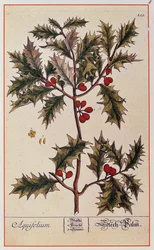 Acebo de 