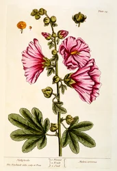 Malvarrosas, lámina 54 de 