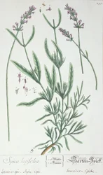 Espiga de lavanda, lámina de 