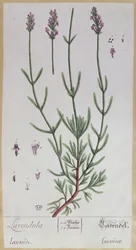 Lavanda, lámina de 