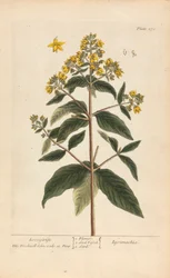 Lysimachia (Loosestrife), lámina 278 de "A Curious Herbal", volumen II, Londres, 1737