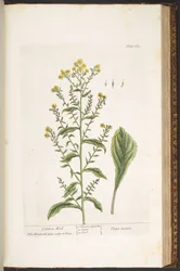 Placa 169, Golden Rod, de 