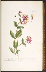Placa 25, ciega de madera de madreselva, de 