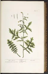Placa 28, Hedge Mustard, de 