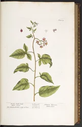 Lámina 34, dulcamara, agridulce, de "A Curious Herbal"