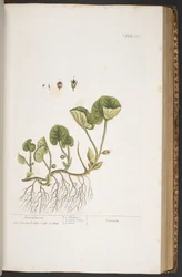 Lámina 383, de 