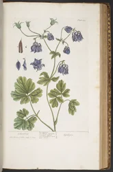 Lámina 409, de 