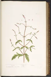 Placa 41, Vervain, de 