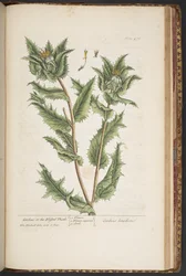 Placa 476, Carduus, o el cardo bendito, de 